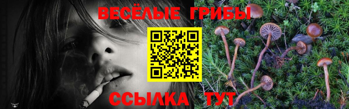 Севастополь  Галлюциногенные грибы Psilocybine cubensis  Вход с VPN 